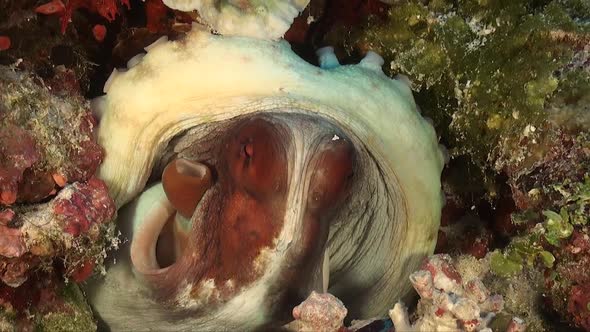 Reef Octopus breathing heavily and changing colour