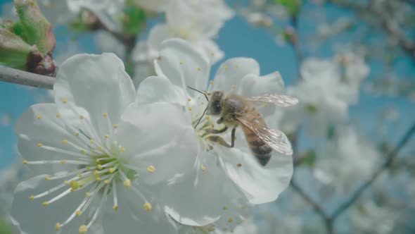 Honey Bee Pollinating Apple Tree Flowers