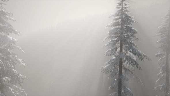 Misty Fog in Pine Forest on Mountain Slopes