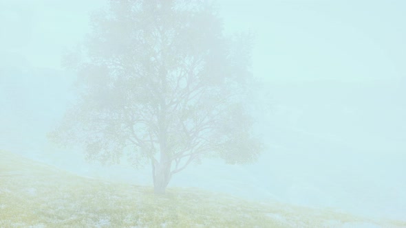 Green Tree on a Hill on a Sunny Day in Summer