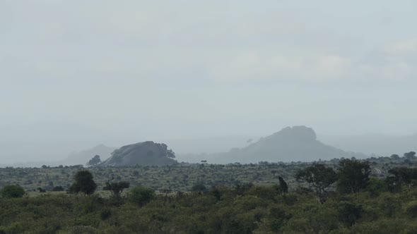 Savannah landscape view, on a cloudy day, Kenya, Africa