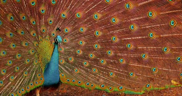 Peacock Bird Moving in the Frame