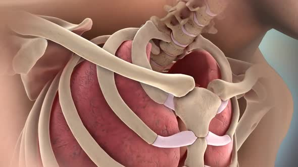 rib breakage and heart pressure