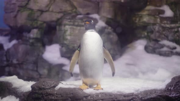 Gentoo penguin standing on snowy rock looking left while snowing