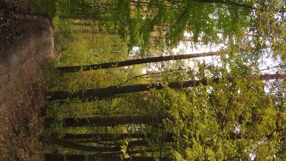 Vertical Video of a Forest with Many Trees in Autumn