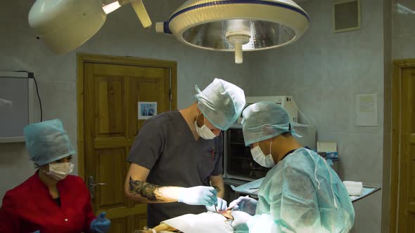 Surgical Operation of a Dog in a Veterinary Clinic