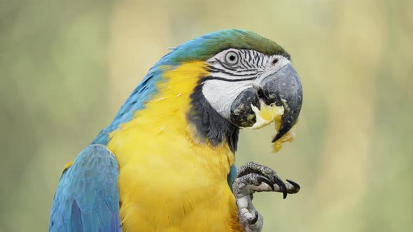 Blue-and-Yellow Macaw using its foot to eat a piece of fruit