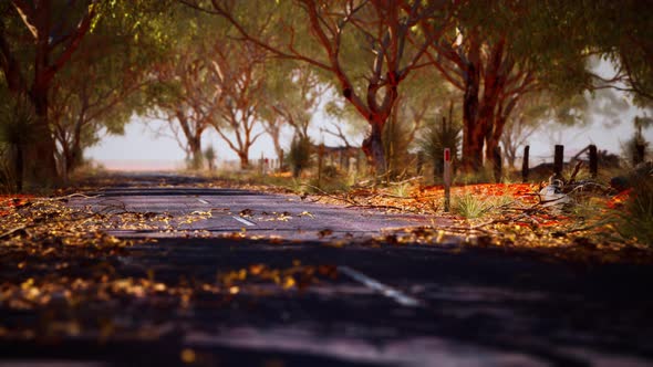 Open Road in Australia with Bush Trees