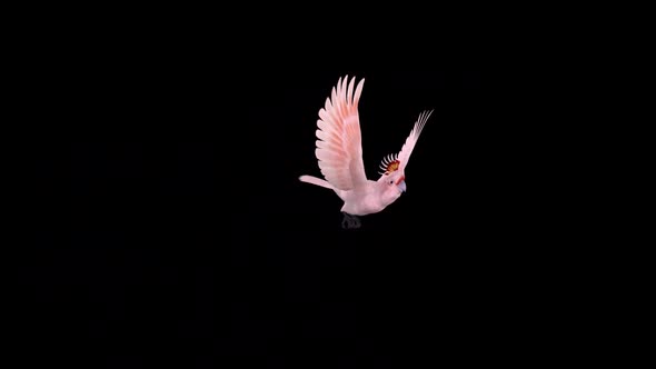 Pink Parrot - Mitchell's Cockatoo - Flying Over Screen - III - Alpha Channel