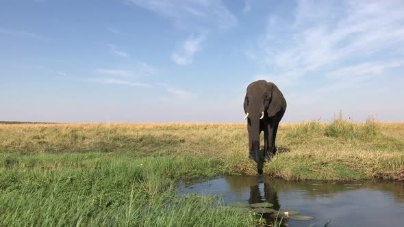 Elephant keeps wary eye on safari guests as it drinks from the river