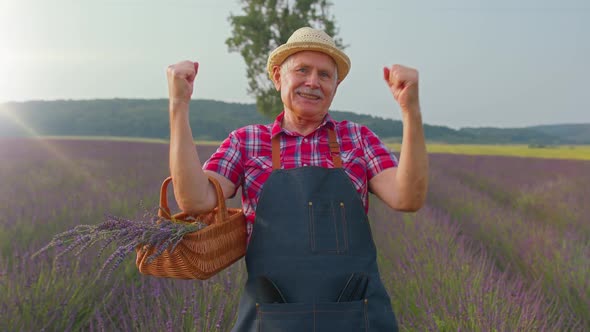 Senior Grandfather Farmer Gathering Lavender Flowers on Field Dancing Celebrating Success Win