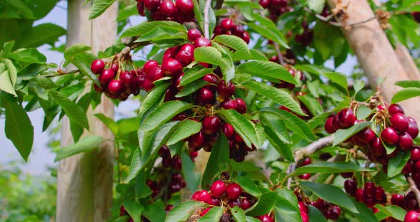 Red Ripe Cherry on Tree in Summer Time Slow Motion Close Up