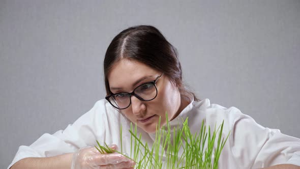 Laboratory Specialist Checks Grass Growing for Research