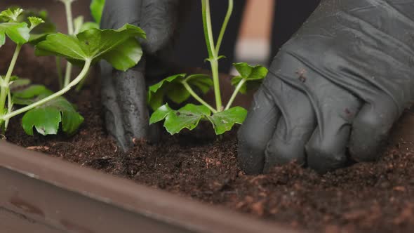Closeup of Womans Hands Planting Flowers Into the Ground in the Pot