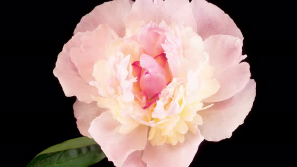 Time Lapse of Opening Beautiful White Peony Flowers