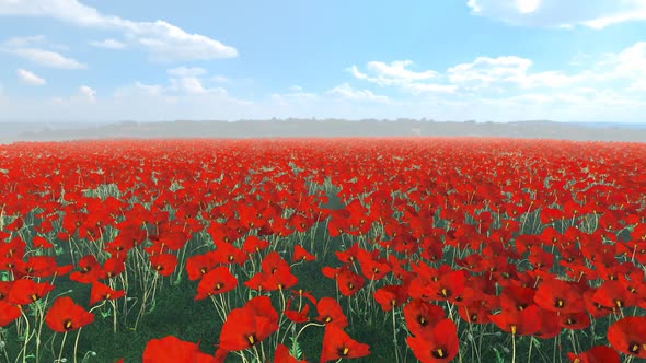 Flying Over a Poppy Field