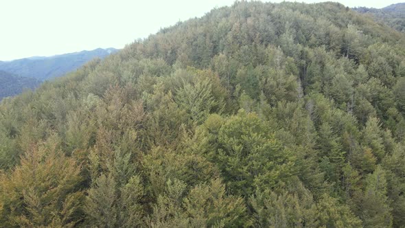 Aerial View of the Carpathian Mountains in Autumn. Ukraine