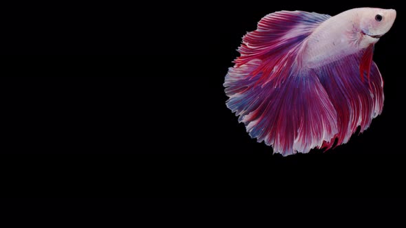 Siamese fighting fish (Betta splendens)