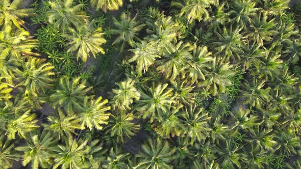 Aerial View of Coconut Farm. Green Coconut Trees Neatly Aligned.