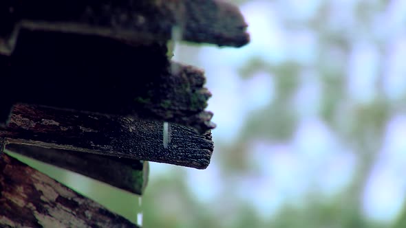 Wooden Roof Worn Out in a Rural House during a Rainy Day.