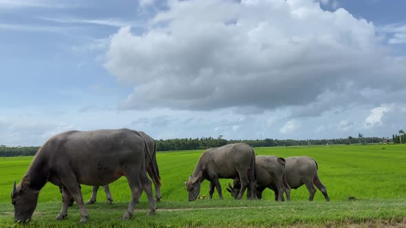 Herd of Domestic Buffalos Eating Grass in Countryside Pasture of Indonesia, Java Island. Animals in