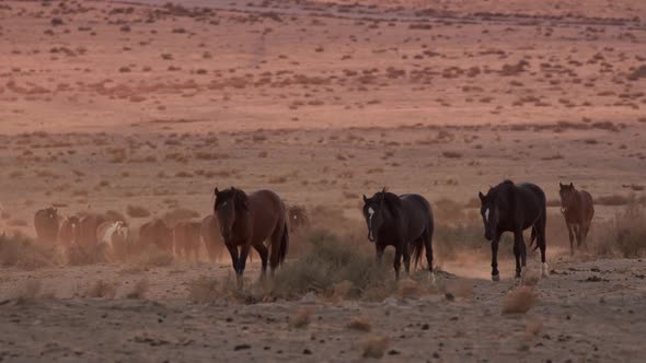 Wild horse herd grazing through the west desert in Utah at sunset