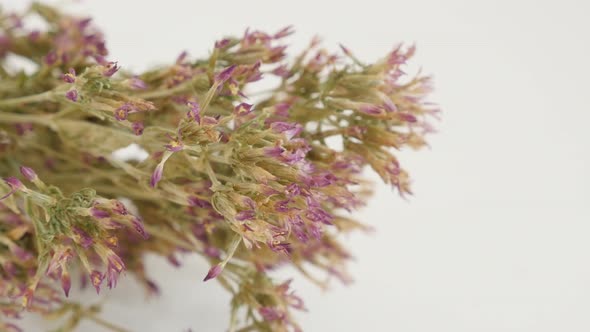 Close-up of dried flowers of Centaurium erythraea shallow DOF 4K 2160p 30fps UltraHD panning footage