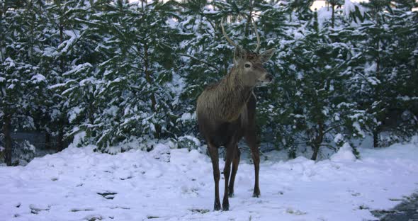 Deer Walk Near the Winter Forest