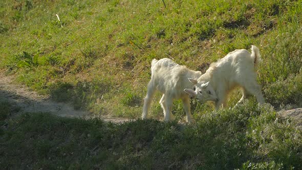 Small Goats Fight with Small Horns