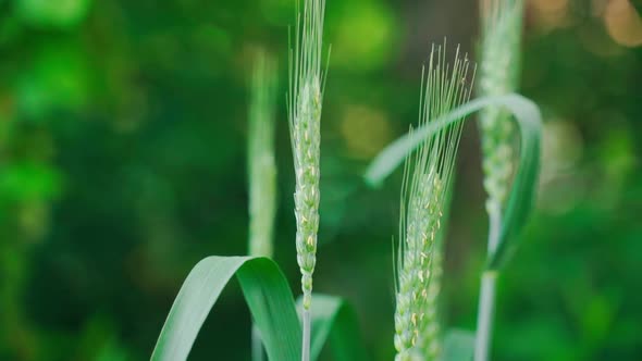 Young Green Spikelets of Wheat Closeup in Soft Sunset Lighting