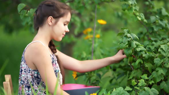 Young Attractive Girl Collecting Harvest in Garden.