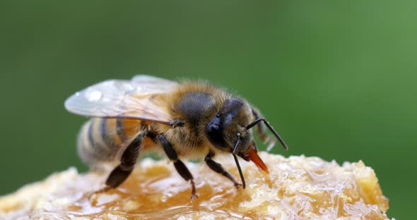 European Honey Bee, apis mellifera, Bee Licking Honey, Hive in Normandy, Real Time 4K