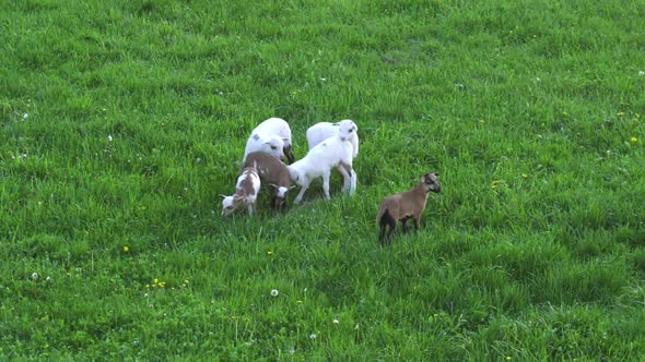 Sweet little baby sheeps playing around