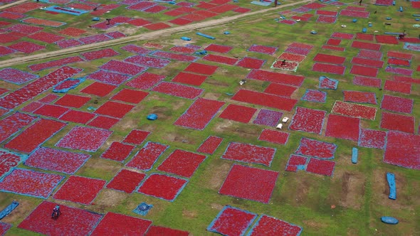 Aerial view of red chili field, Dhaka, Bangladesh.