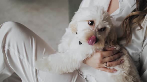 Portrait of Maltipoo Dog