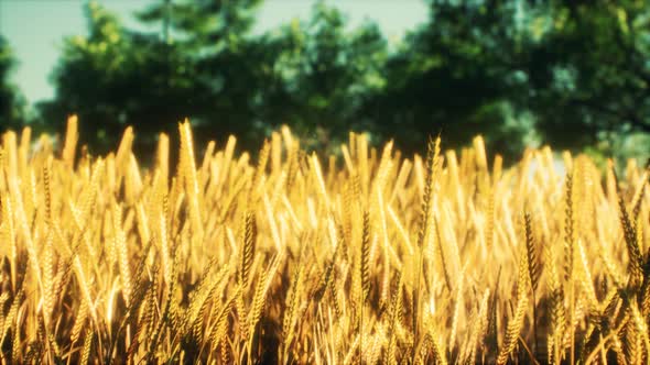 Scene of Sunset or Sunrise on the Field with Young Rye or Wheat in the Summer