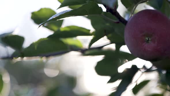 Closeup of extreme lens flares from backlit red, ripe apples.