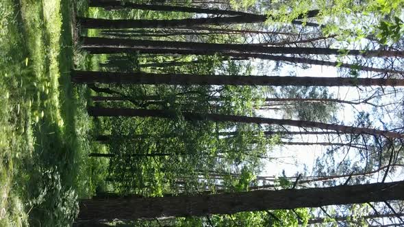 Vertical Video Aerial View Inside a Green Forest with Trees in Summer