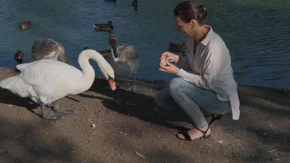 Woman with swans on riverbank.