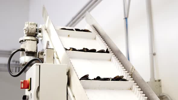 Conveyor with Baffles Transports Fresh Raw Mussels at Plant