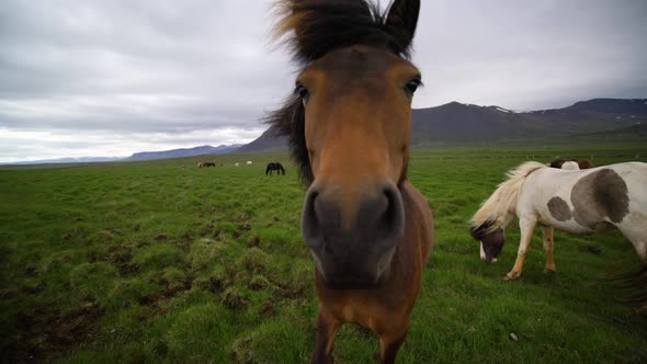 Icelandic Horse in Scenic Nature of Iceland