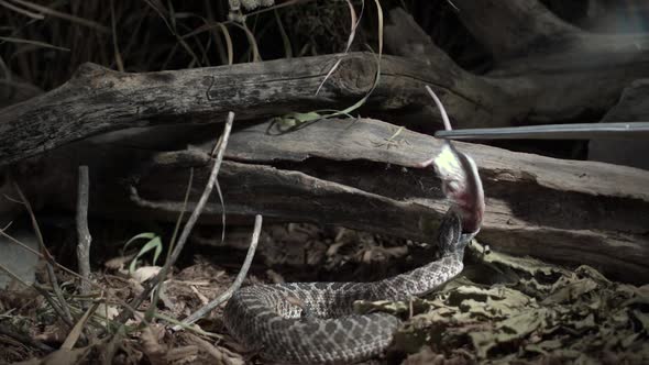 Massasauga rattlesnake striking in extreme slow motion