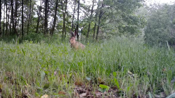 Beauty European Hare (Lepus Europaeus) in the Night in a Grass