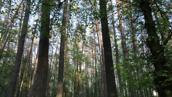 Summer Forest with Pine Trees Slow Motion