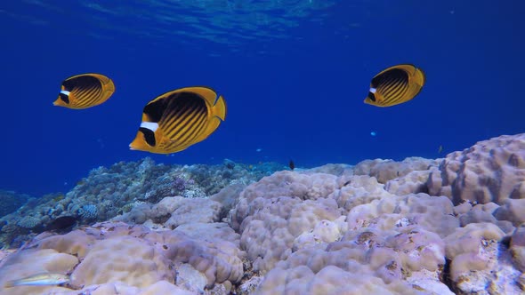 Underwater Colourful Tropical Coral Reef