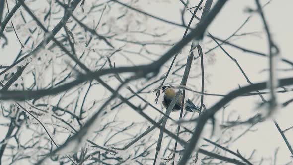 Funny Titmice Birds Among Branches in Winter Wood Slow