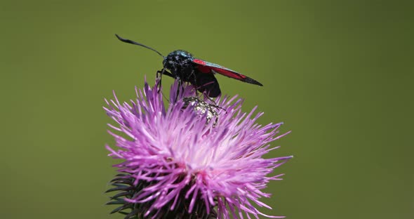 Zygaena lavandulae on a Thistle. Souther france, Occitanie.