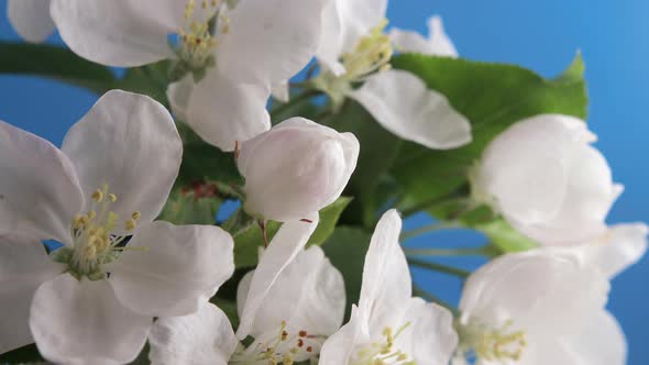 Branch with Apple Blossoms Blooming on a Blue Background