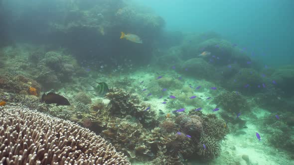 Coral Reef with Fish Underwater. Camiguin, Philippines