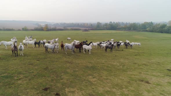 Aerial view of Lipizzaner horses on the open field in the morning